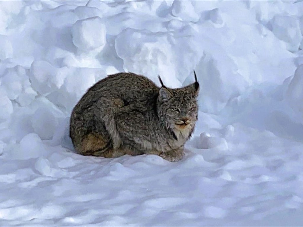 Tierbeobachtungen_04