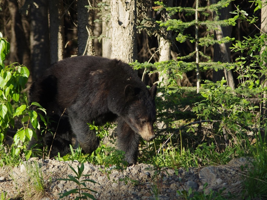 Tierbeobachtungen_07