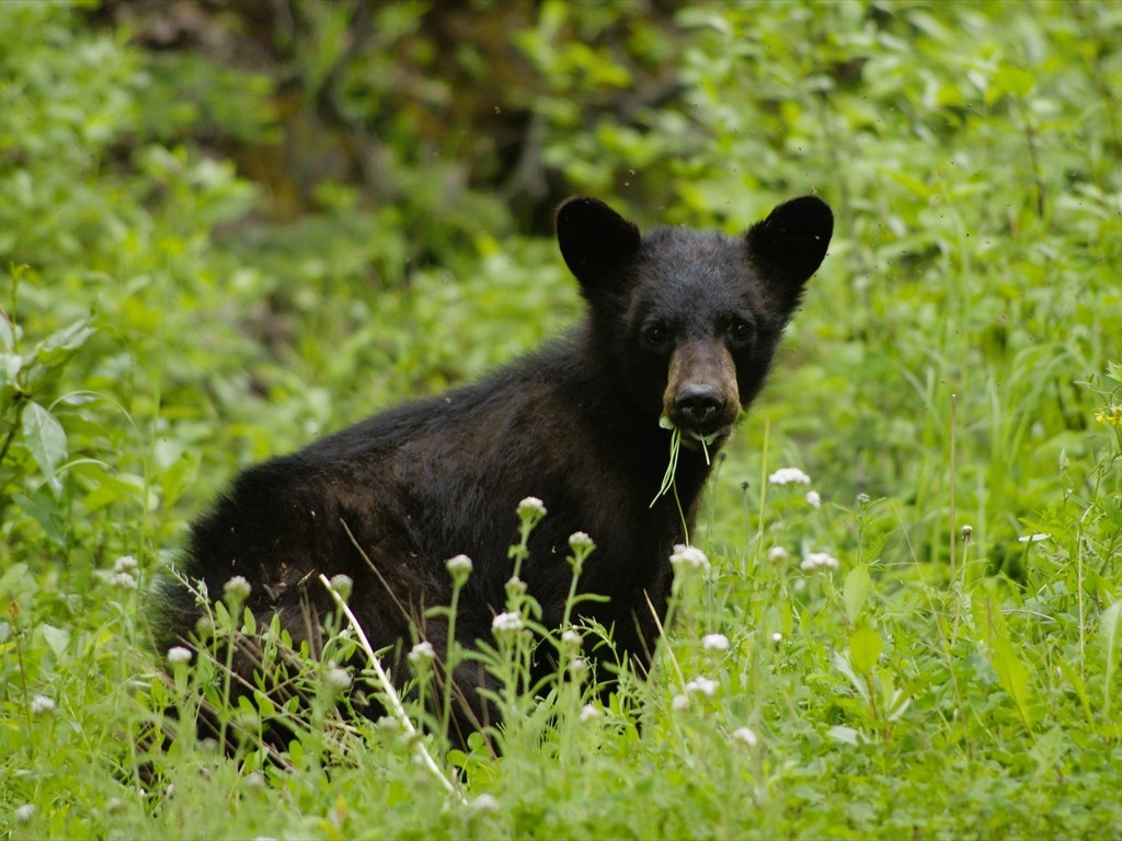Tierbeobachtungen_09