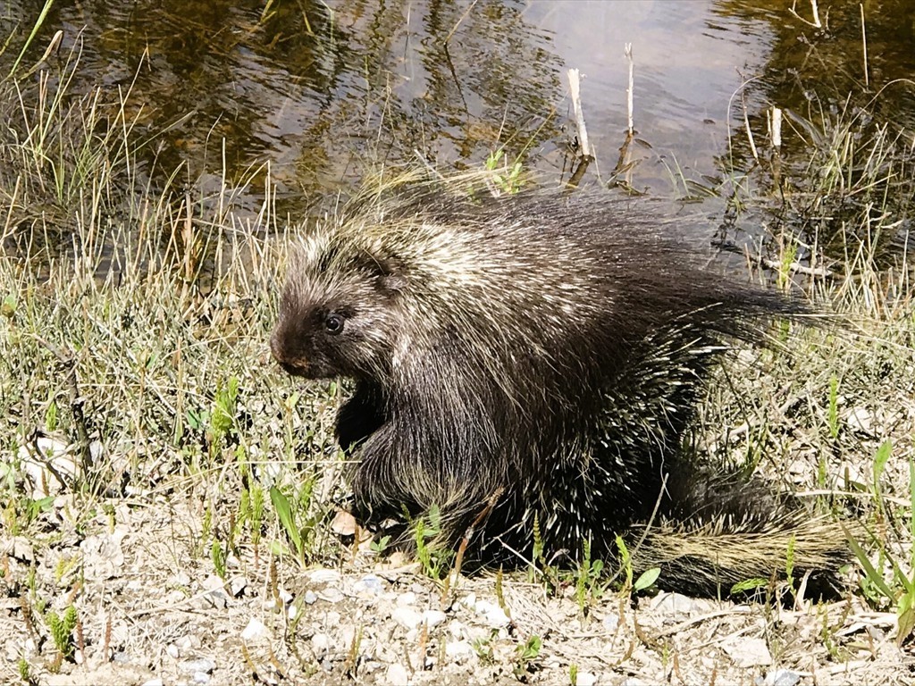 Tierbeobachtungen_10