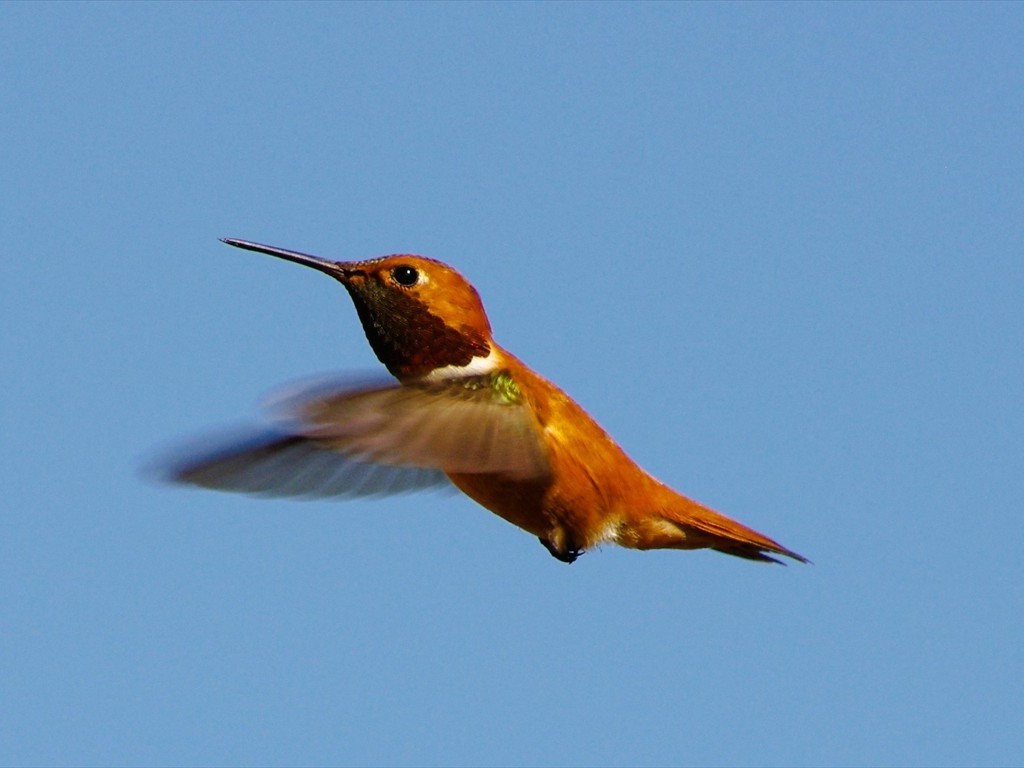 Tierbeobachtungen_13