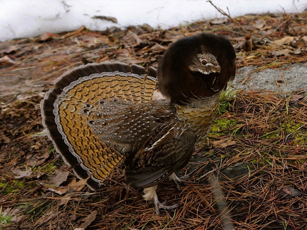 Tierbeobachtungen_14