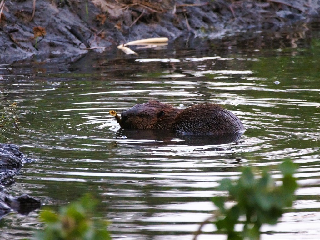 Tierbeobachtungen_15