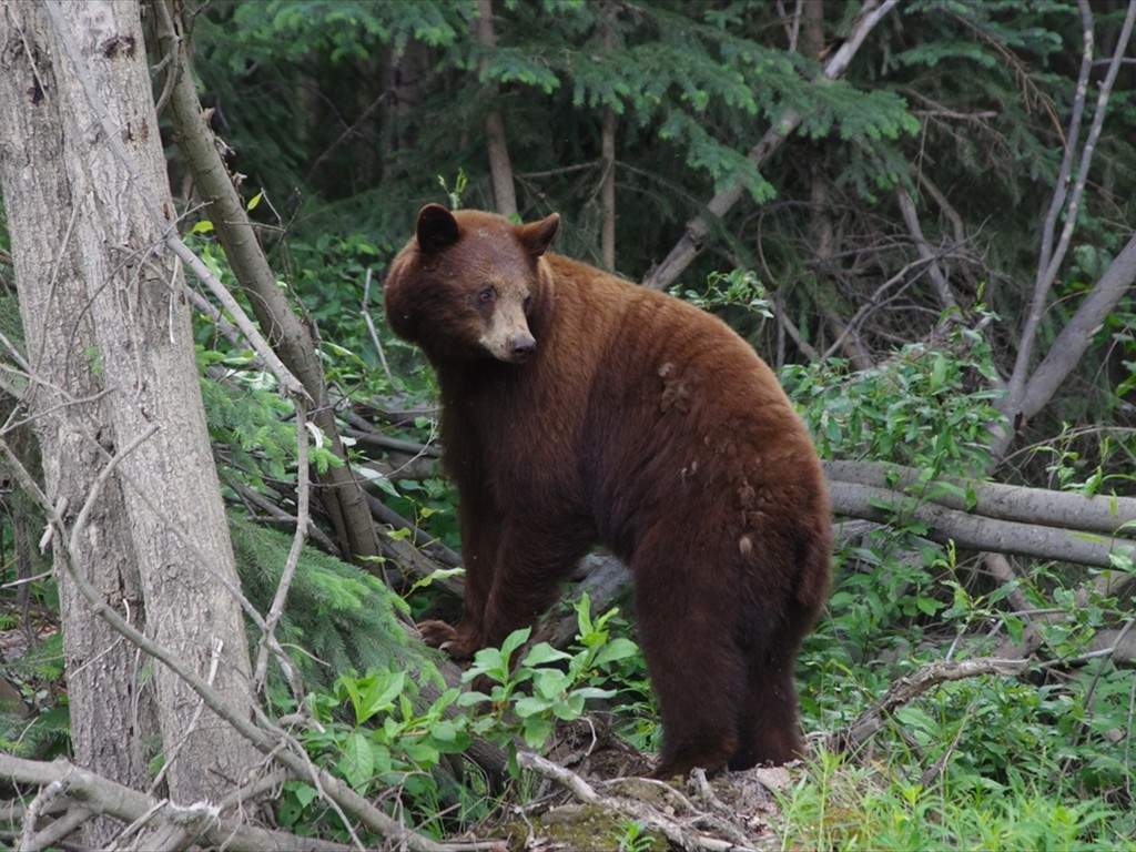 Tierbeobachtungen_17